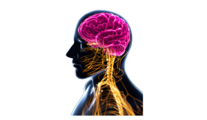 Neuroplasticity