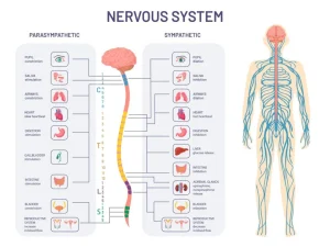 Human Nervous System